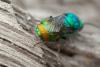 Chrysis marginata